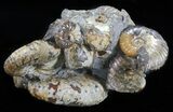 Hoploscaphites Ammonite Cluster - South Dakota #60240-4